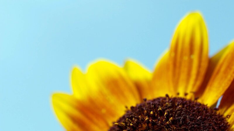 Sunflower Close-up — Yellow, Serene