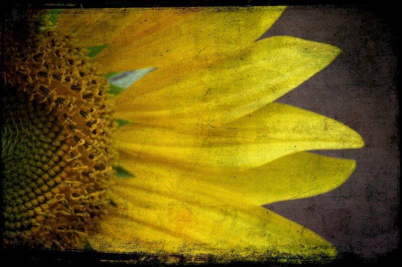 Sunflower Close-up — Yellow