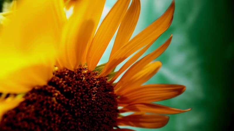 Sunflower Close-up — Yellow, Vibrant