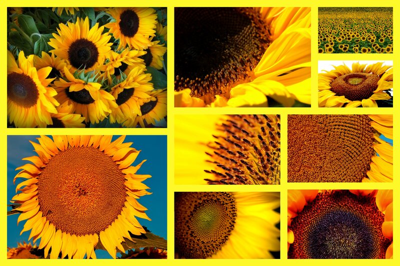 Sunflower Collage — Yellow, Bright