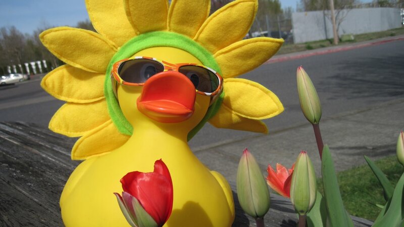 Sunflower duck with tulips