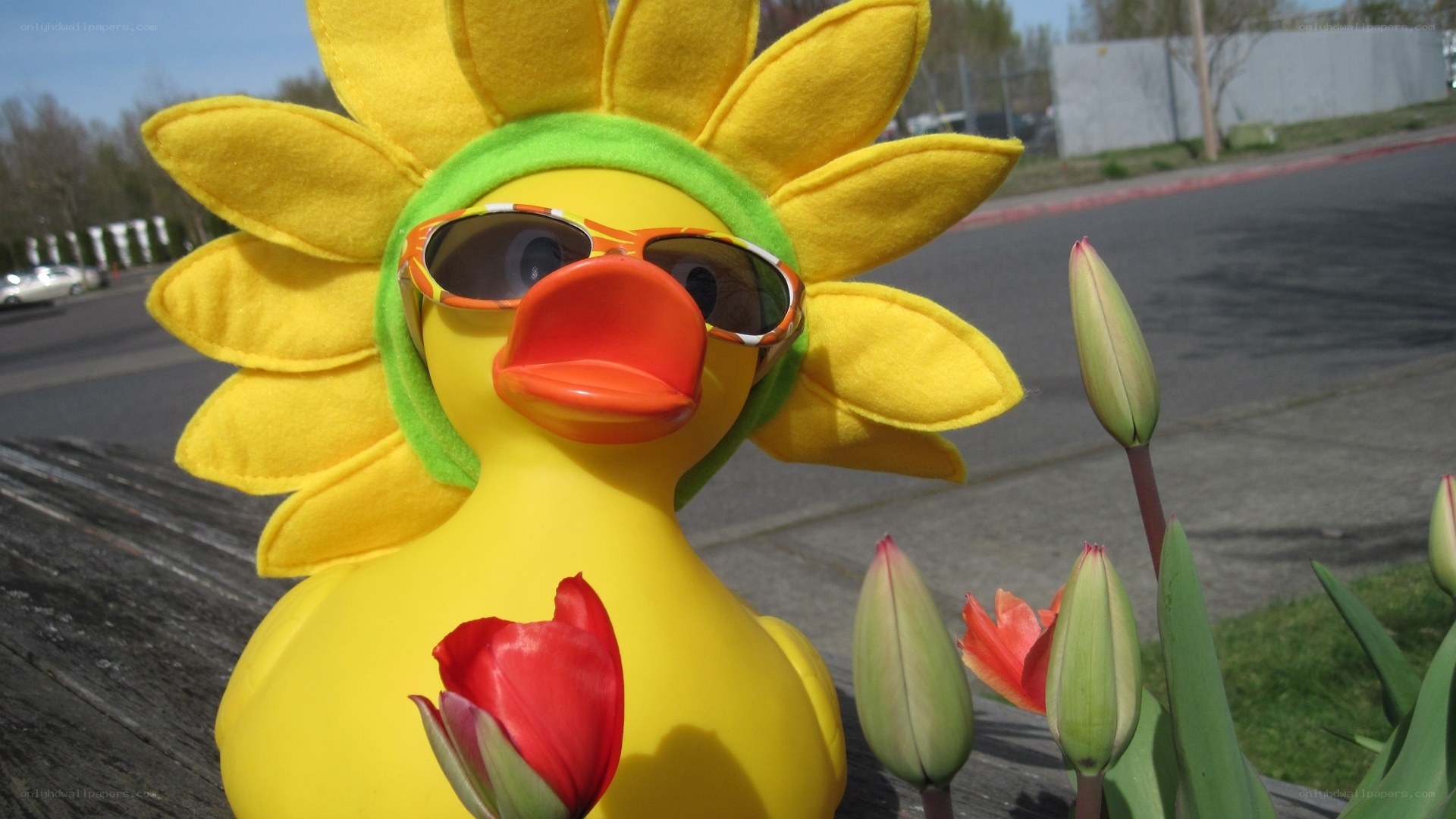 Sunflower duck with tulips