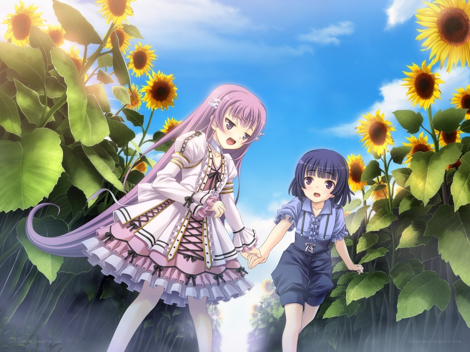 Sunflower field adventure