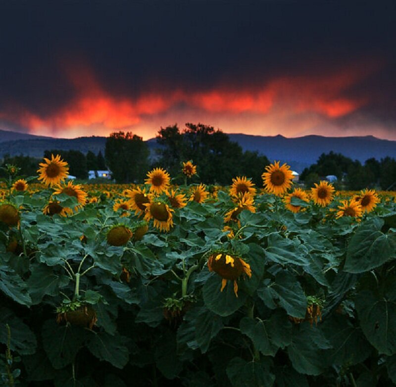 Sunflower Field at Dusk