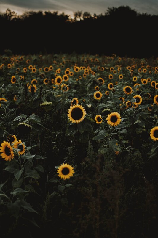 Sunflower Field at Dusk — Yellow, Dramatic, Sunset, Photograph