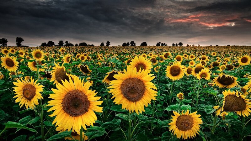 Sunflower Field at Dusk — Yellow, Dramatic, Sunset