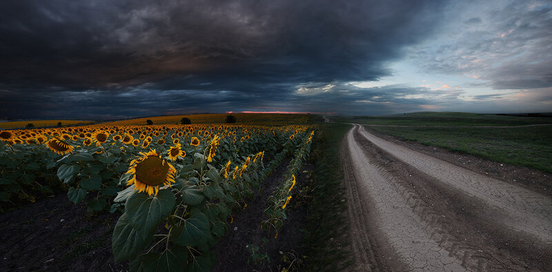 Sunflower Field at Dusk — Yellow, Dramatic