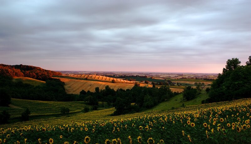 Sunflower Field at Dusk — Yellow, Serene, Sunset, Photograph, Hills, Trees