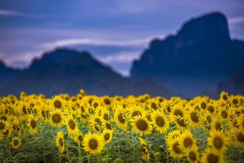 Sunflower Field at Dusk — Yellow