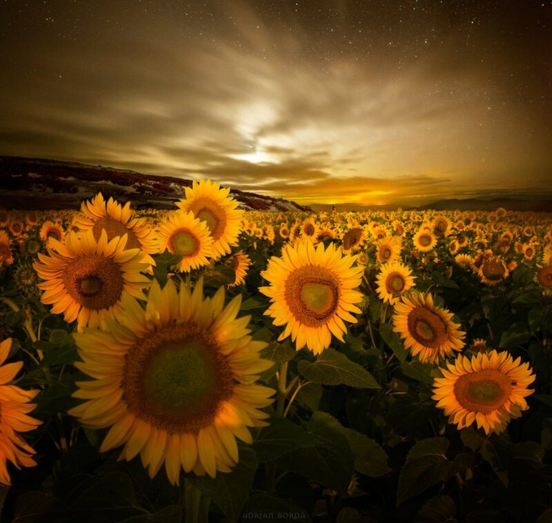 Sunflower Field at Night — Yellow, Dramatic