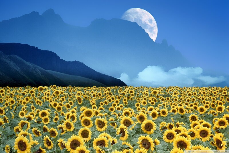 Sunflower Field at Night — Yellow, Serene, Photograph, Mountains