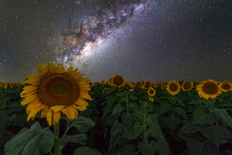Sunflower Field at Night — Yellow, Serene