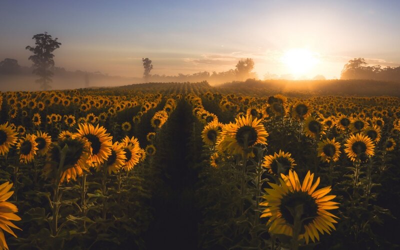 Sunflower Field at Sunrise