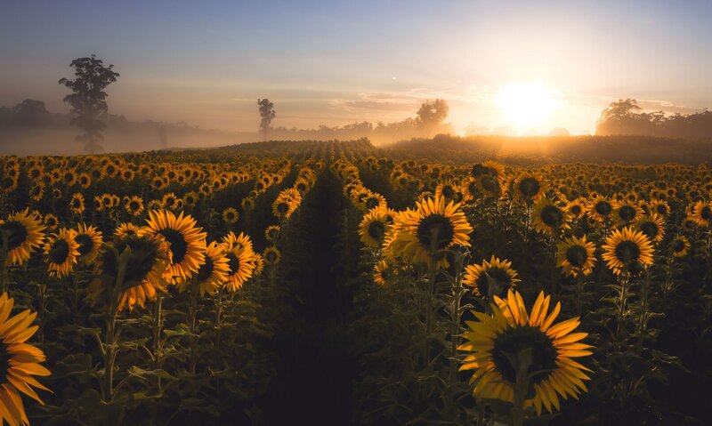 Sunflower Field at Sunrise — Yellow, Serene, Photograph
