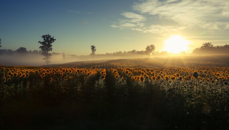 Sunflower Field at Sunrise — Yellow, Serene