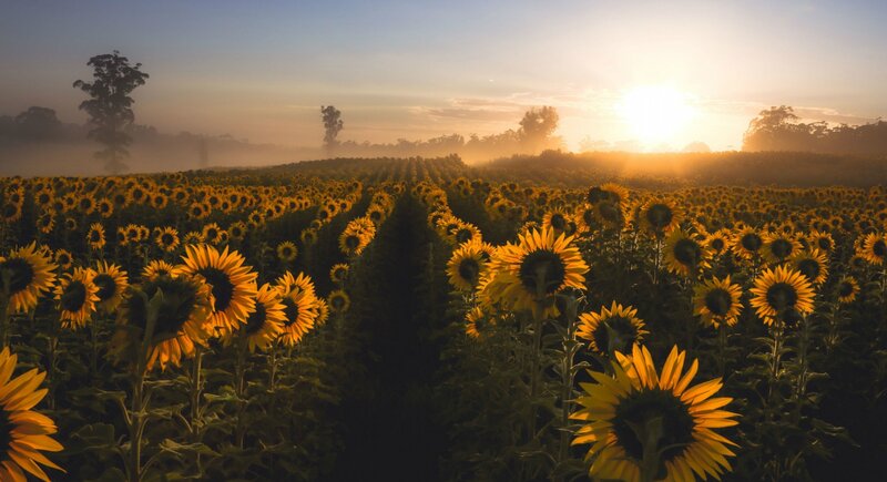 Sunflower Field at Sunrise — Yellow