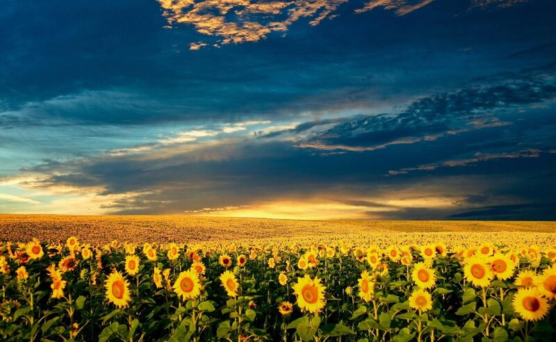 Sunflower field at sunset