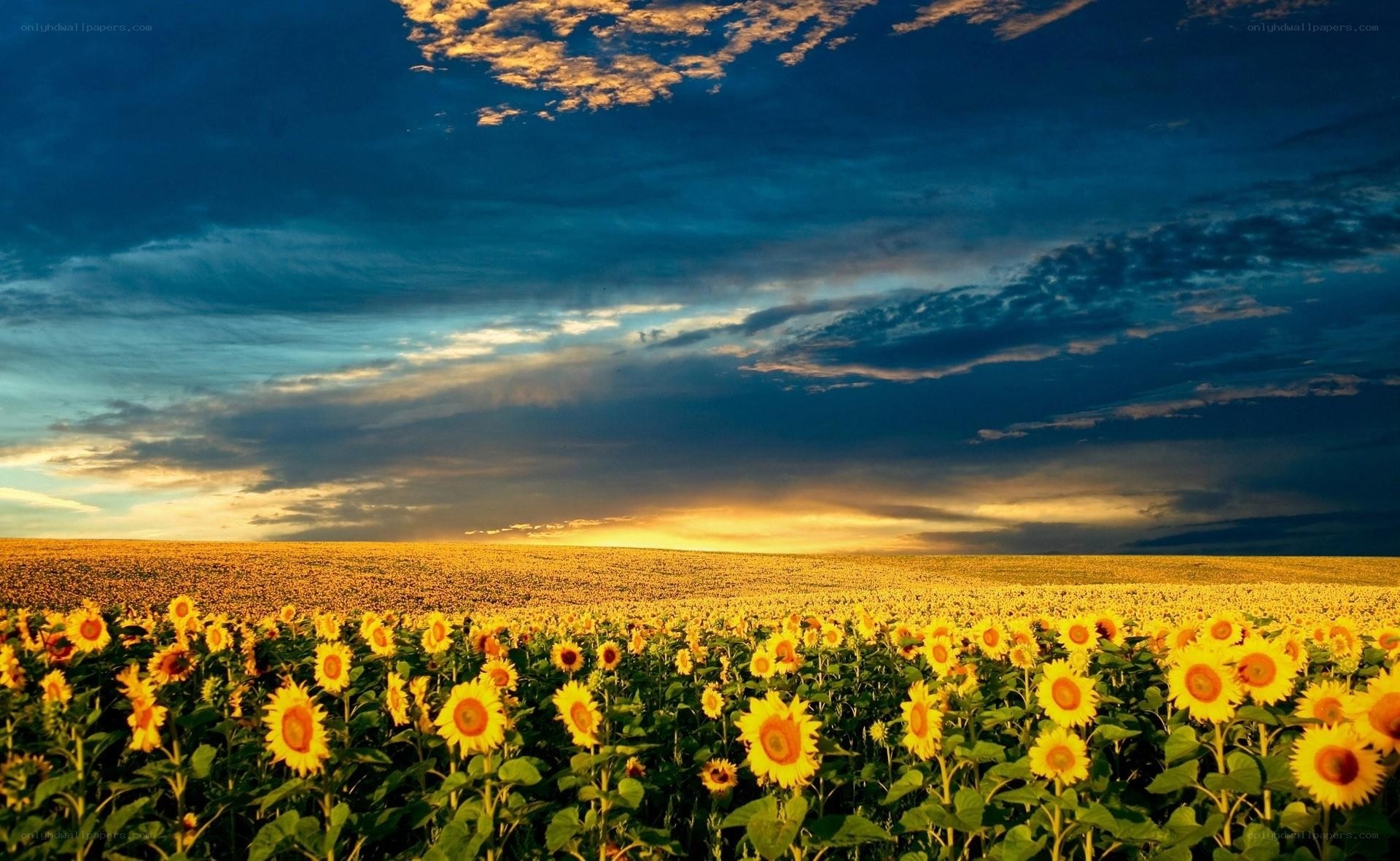 Sunflower field at sunset
