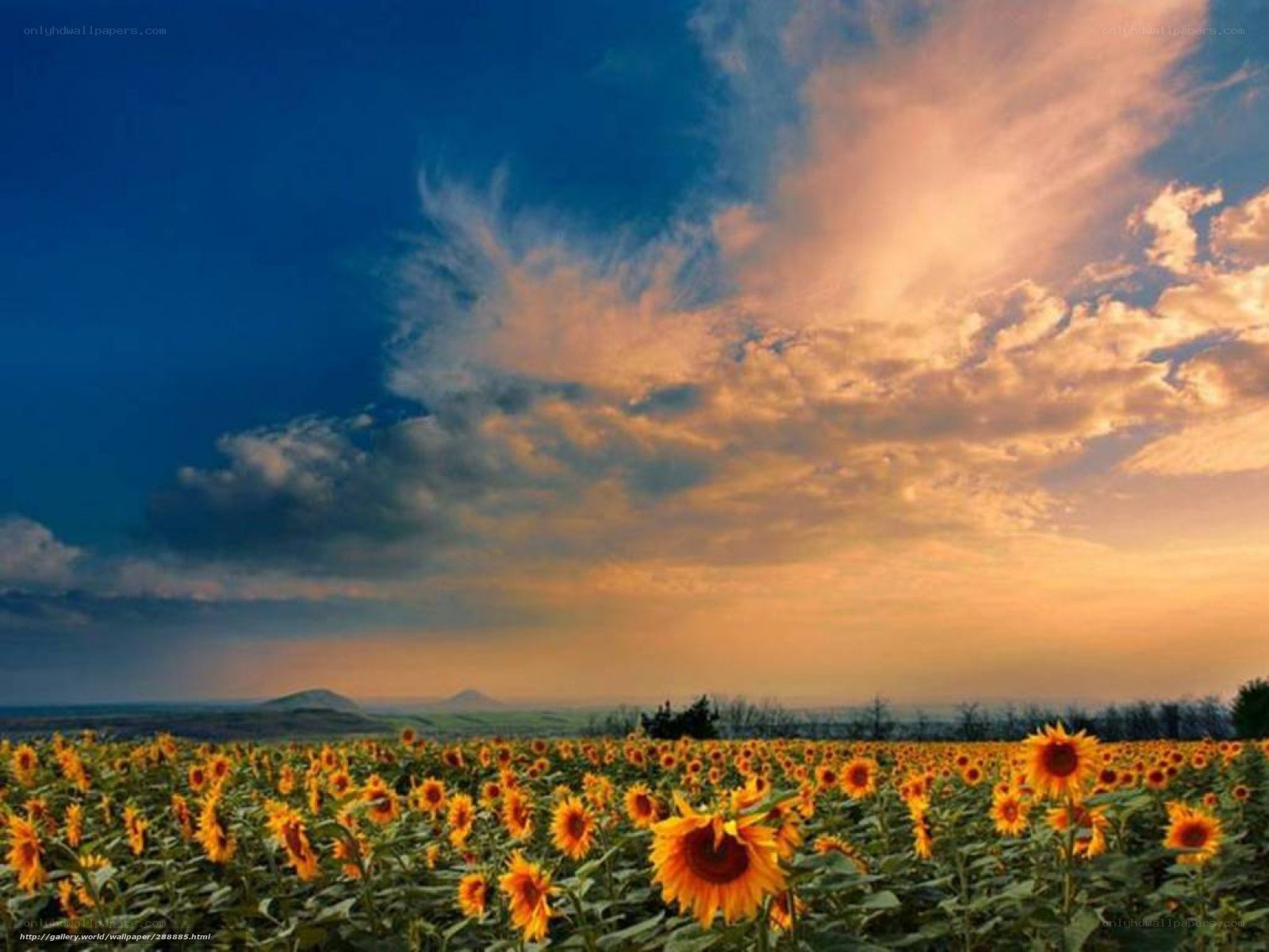 Sunflower field at sunset