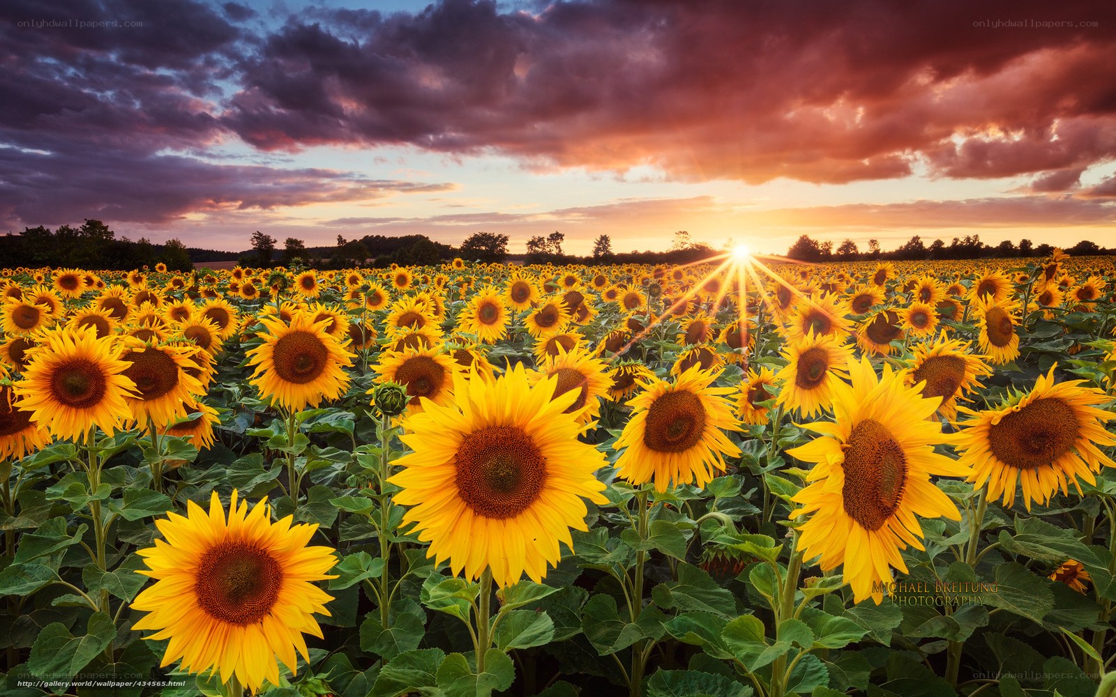 Sunflower field at sunset