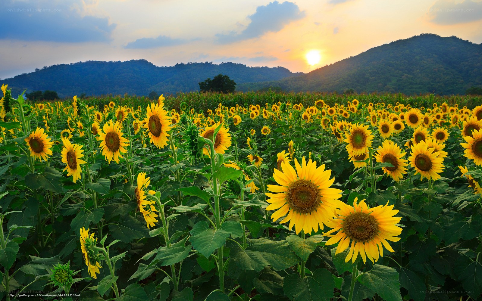 Sunflower field at sunset