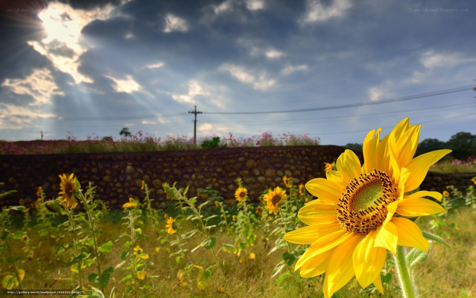 Sunflower field at sunset