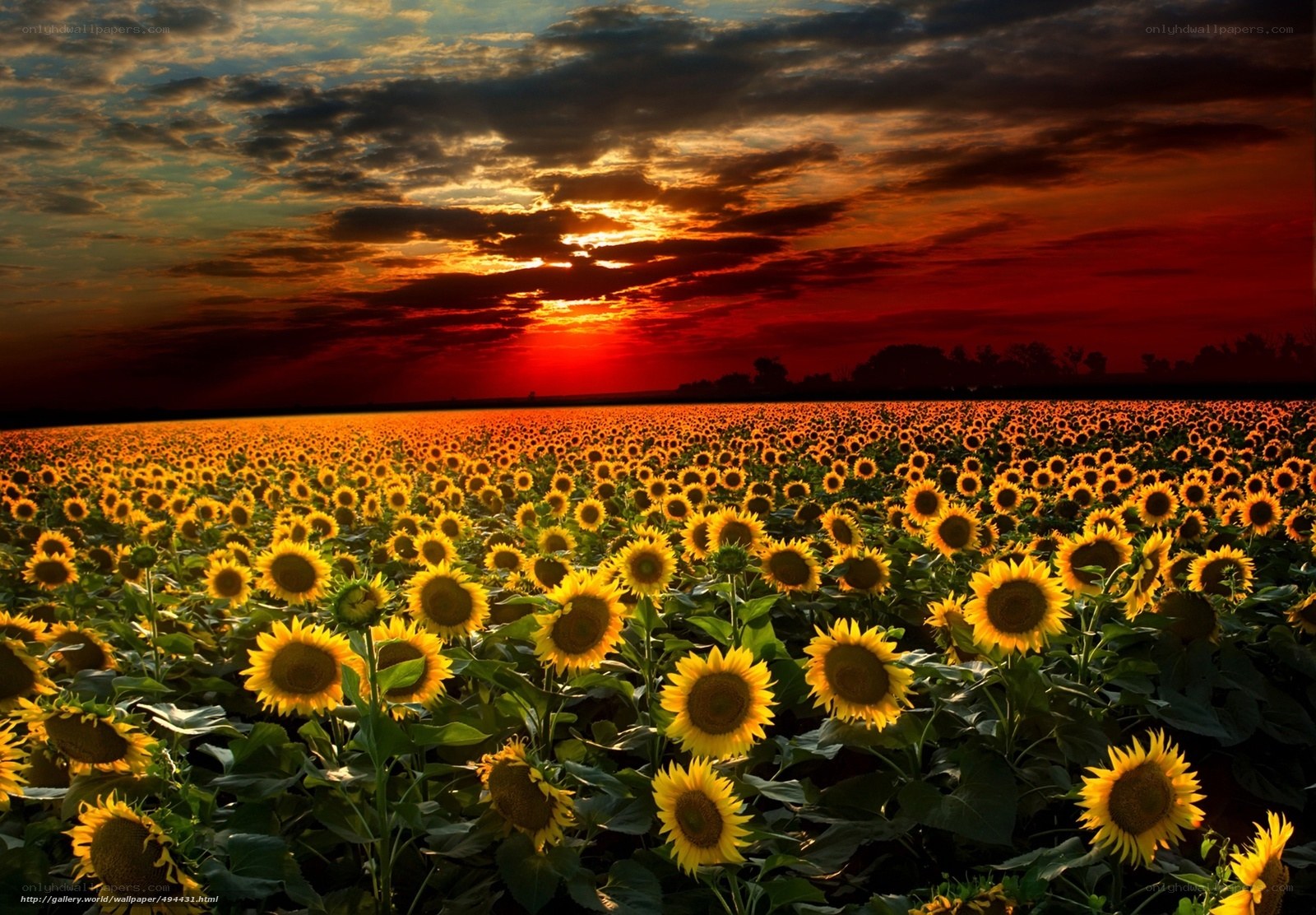 Sunflower field at sunset