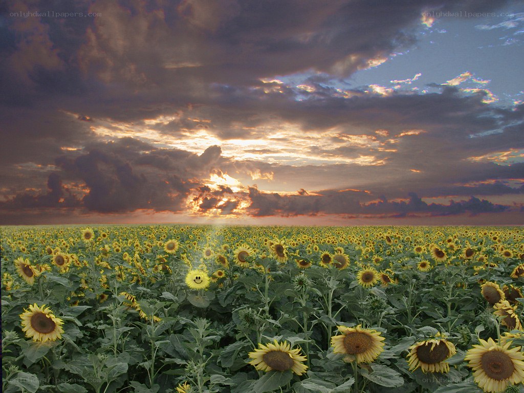Sunflower field at sunset