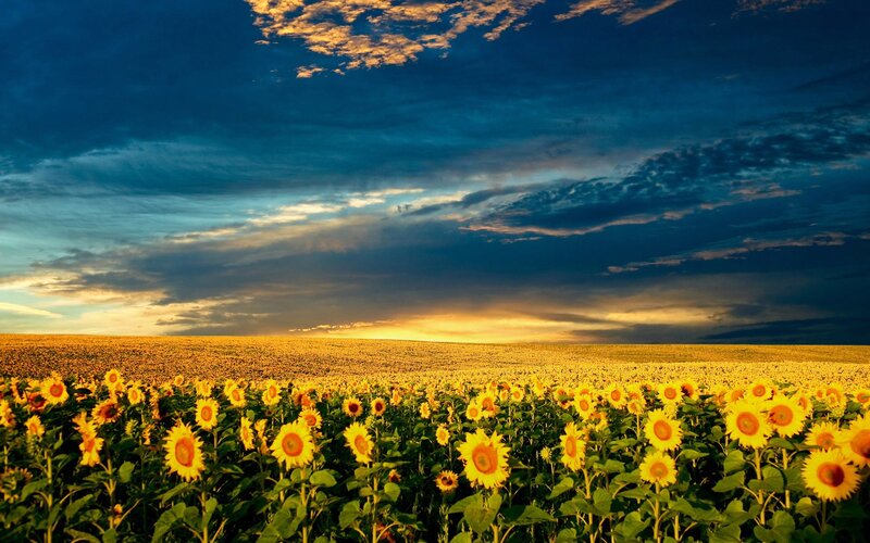 Sunflower field at sunset