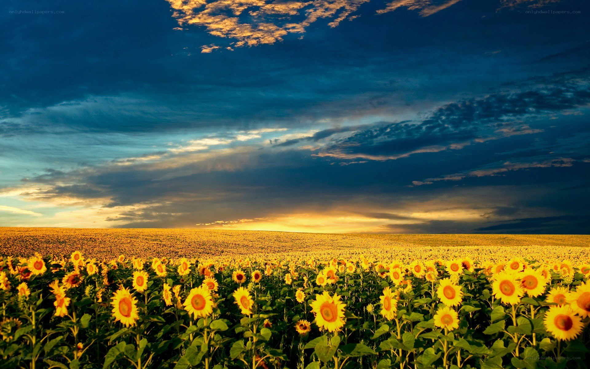 Sunflower field at sunset