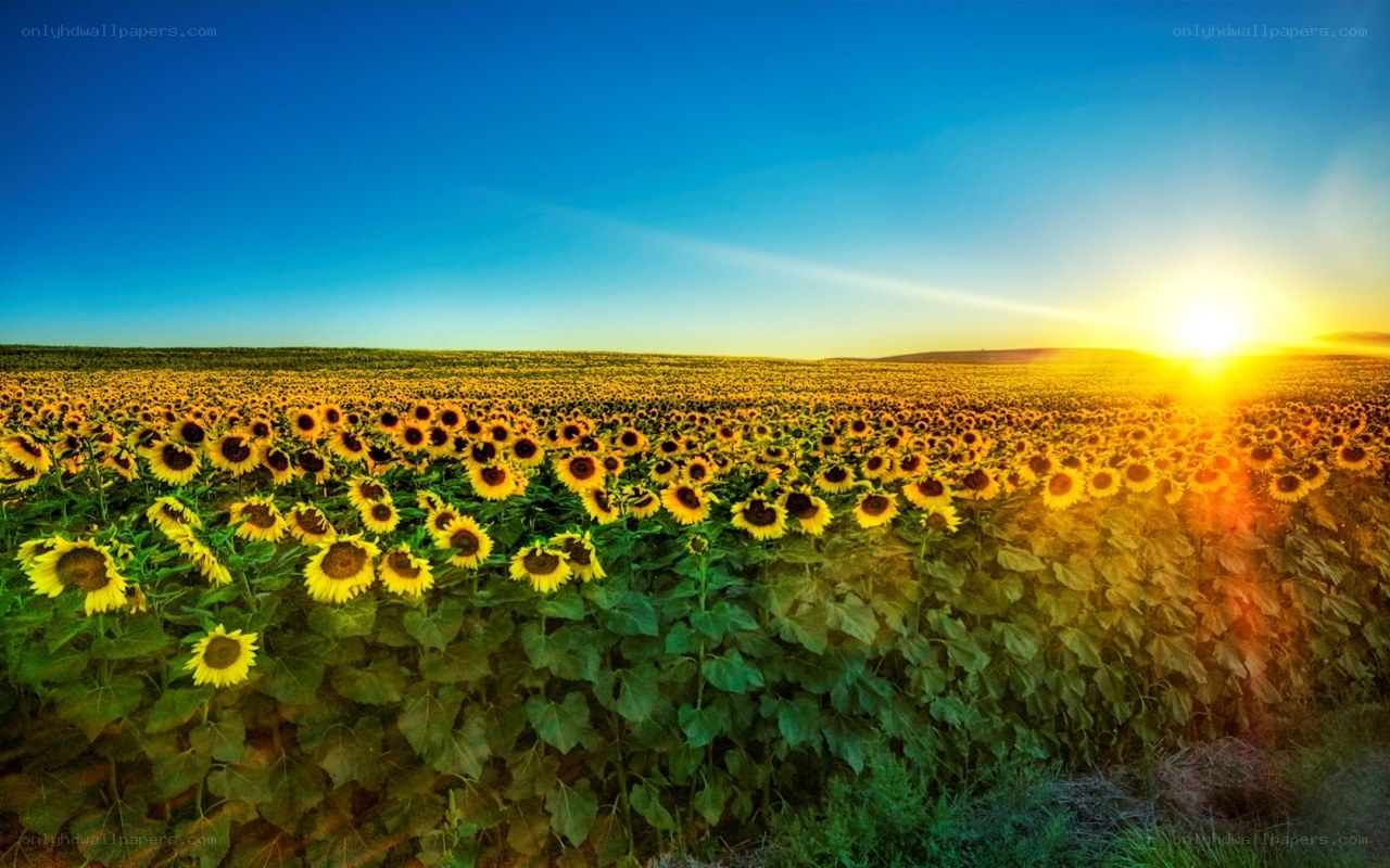 Sunflower field at sunset
