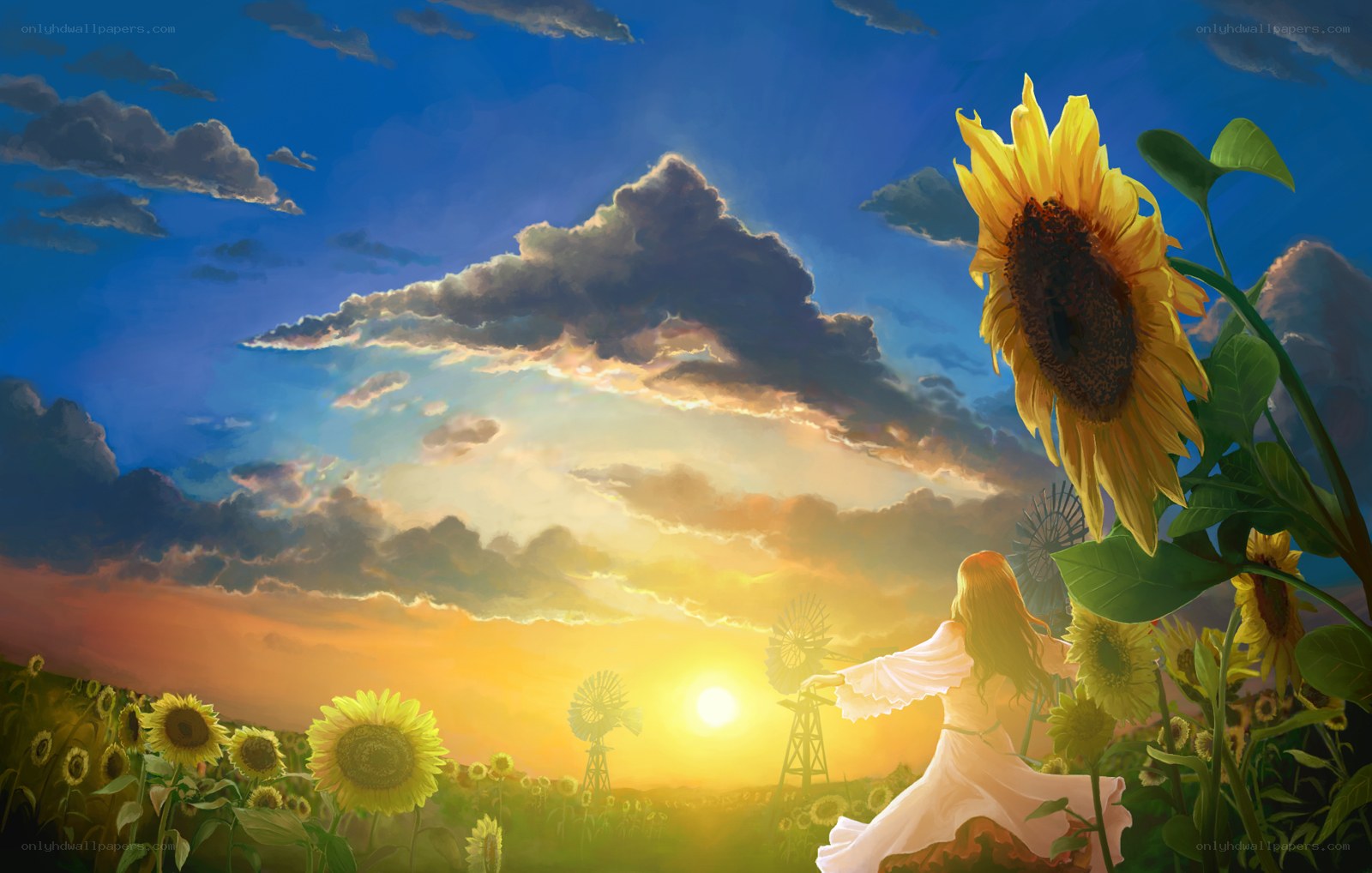 Sunflower field at sunset