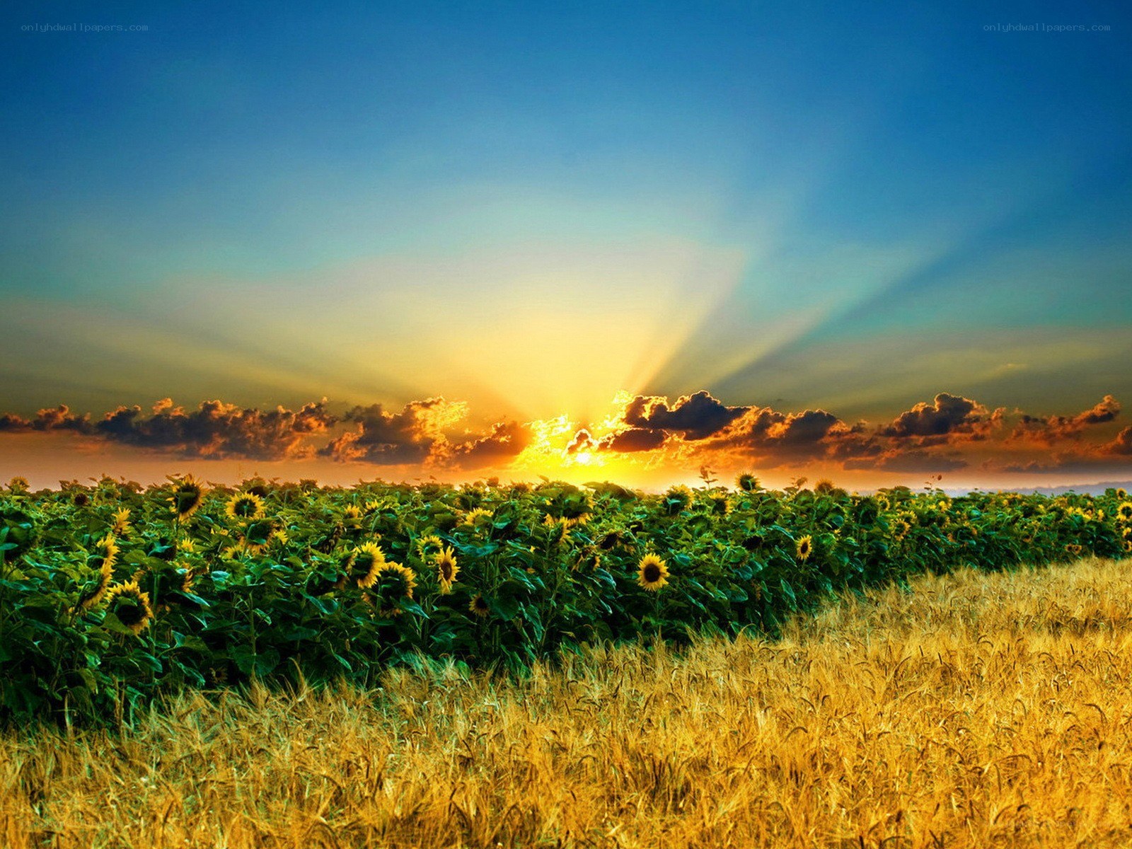 Sunflower field at sunset