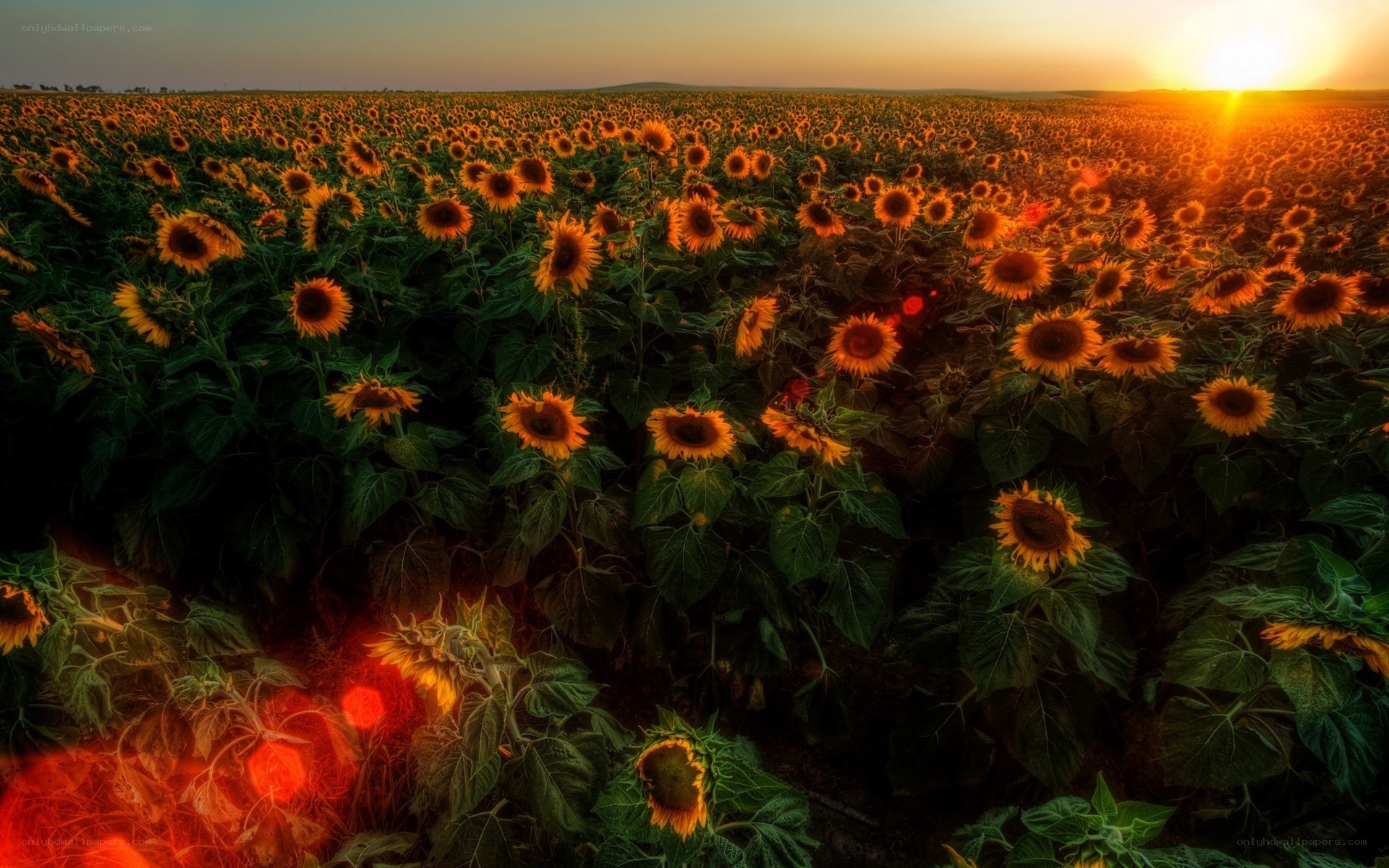 Sunflower field at sunset