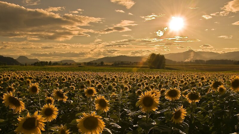 Sunflower field at sunset