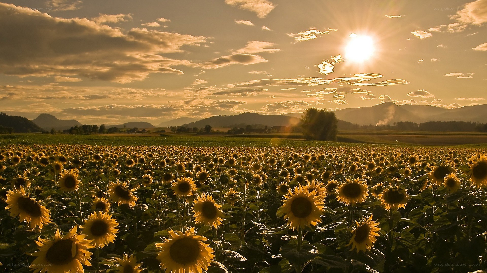 Sunflower field at sunset