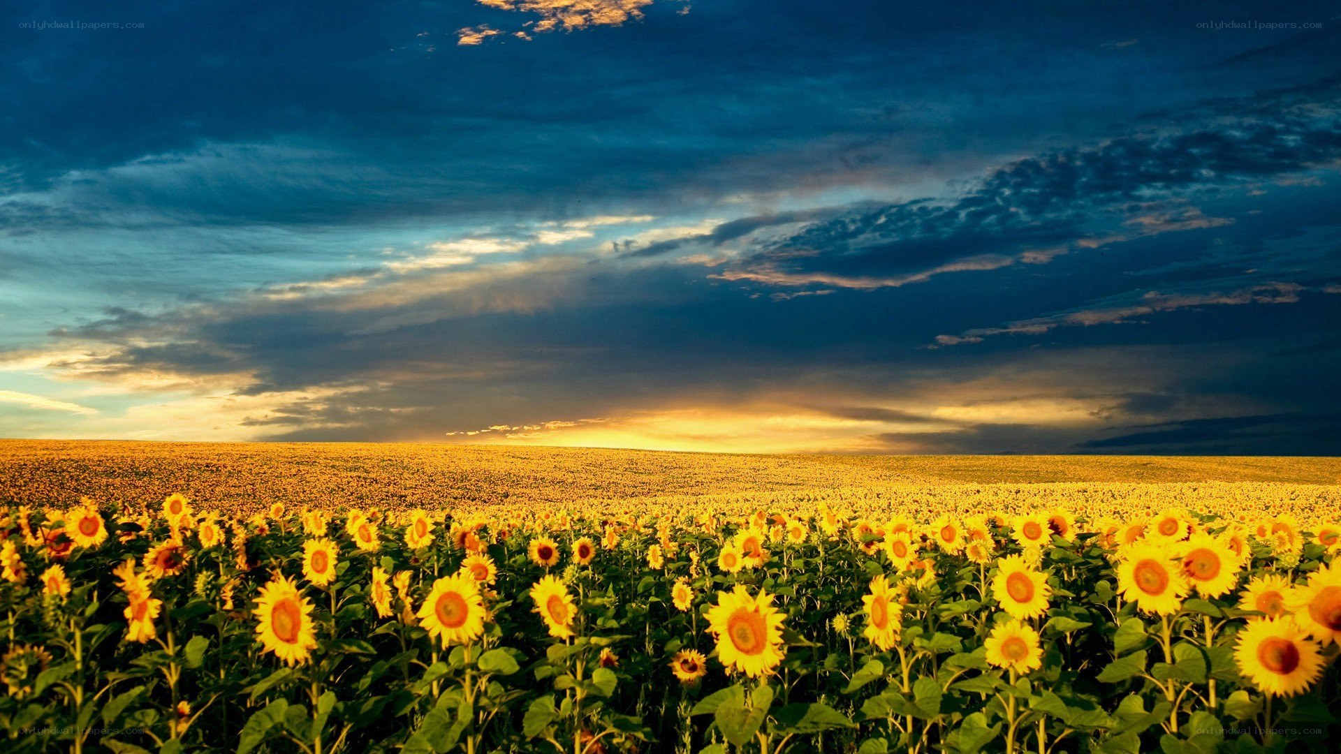 Sunflower field at sunset