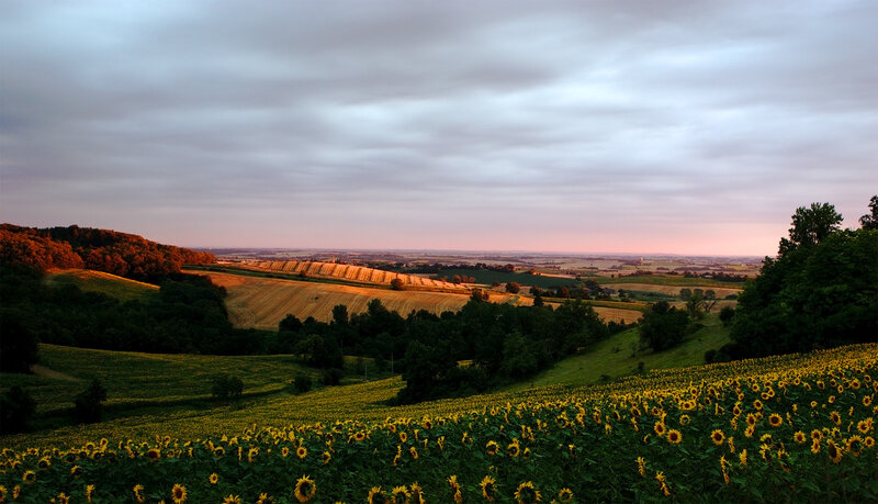 Sunflower field at sunset