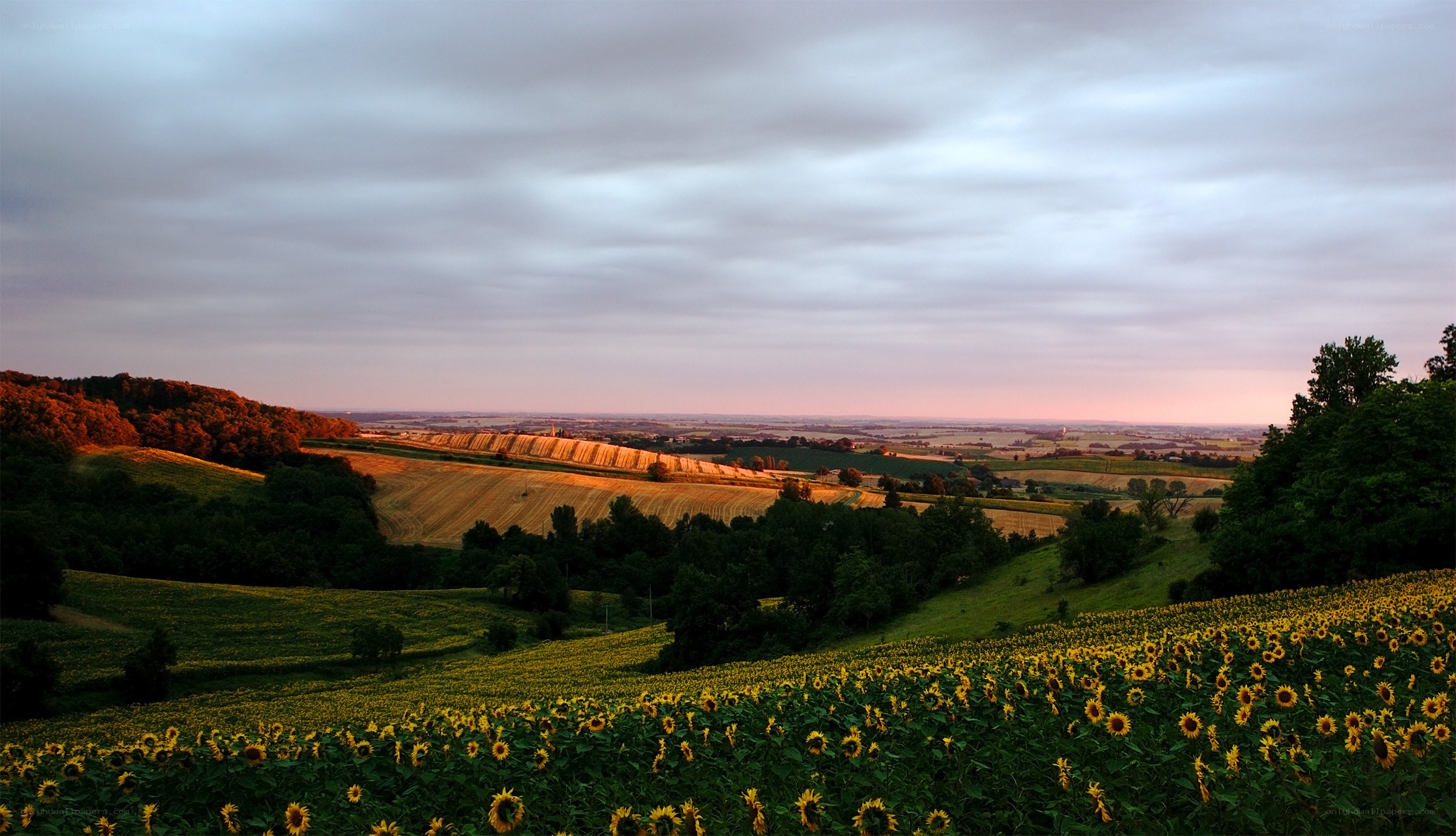 Sunflower field at sunset