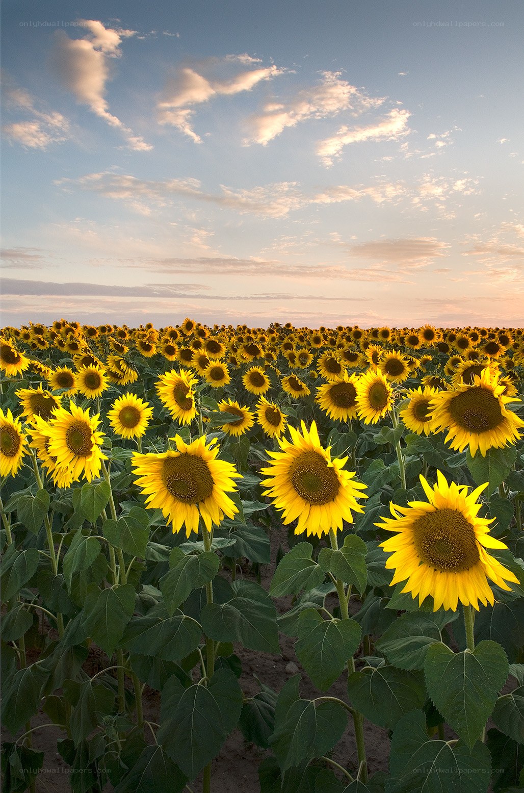 Sunflower field at sunset