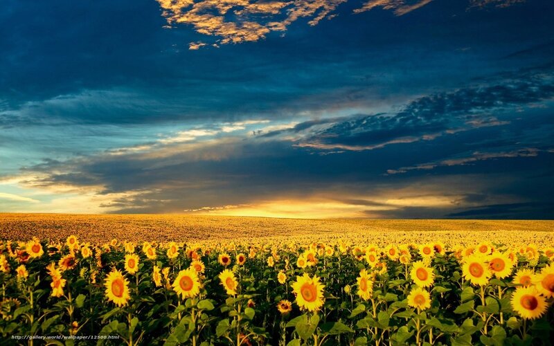 Sunflower field at sunset