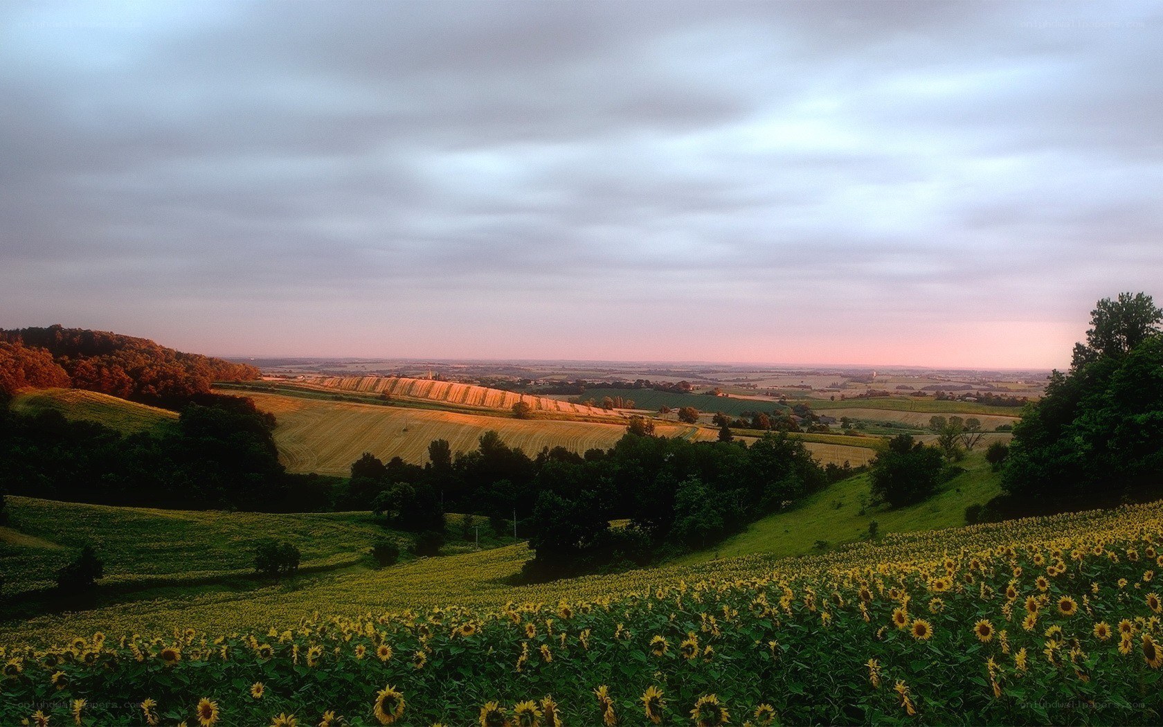 Sunflower field at sunset