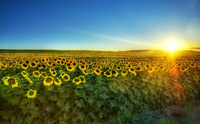 Sunflower field at sunset