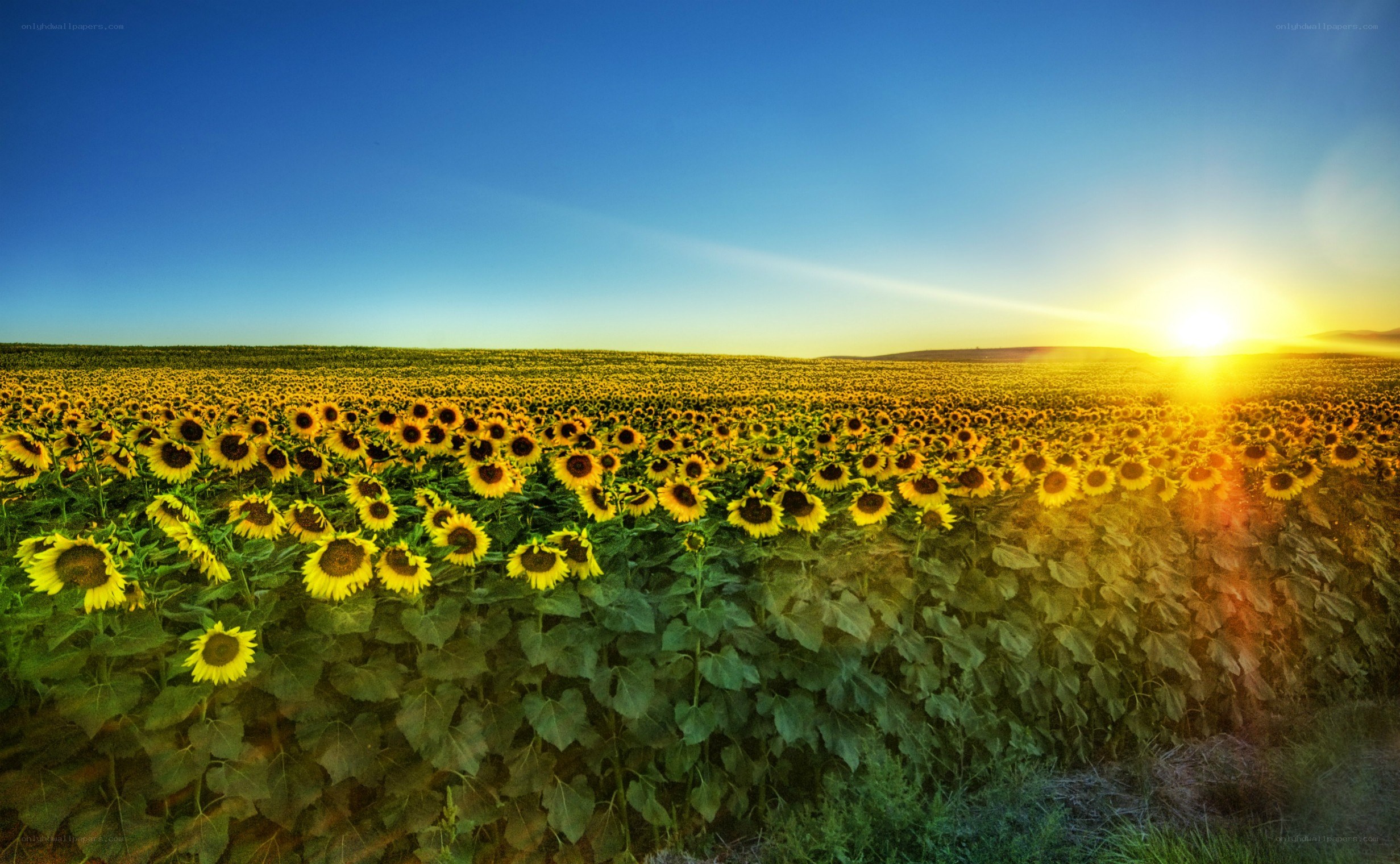 Sunflower field at sunset