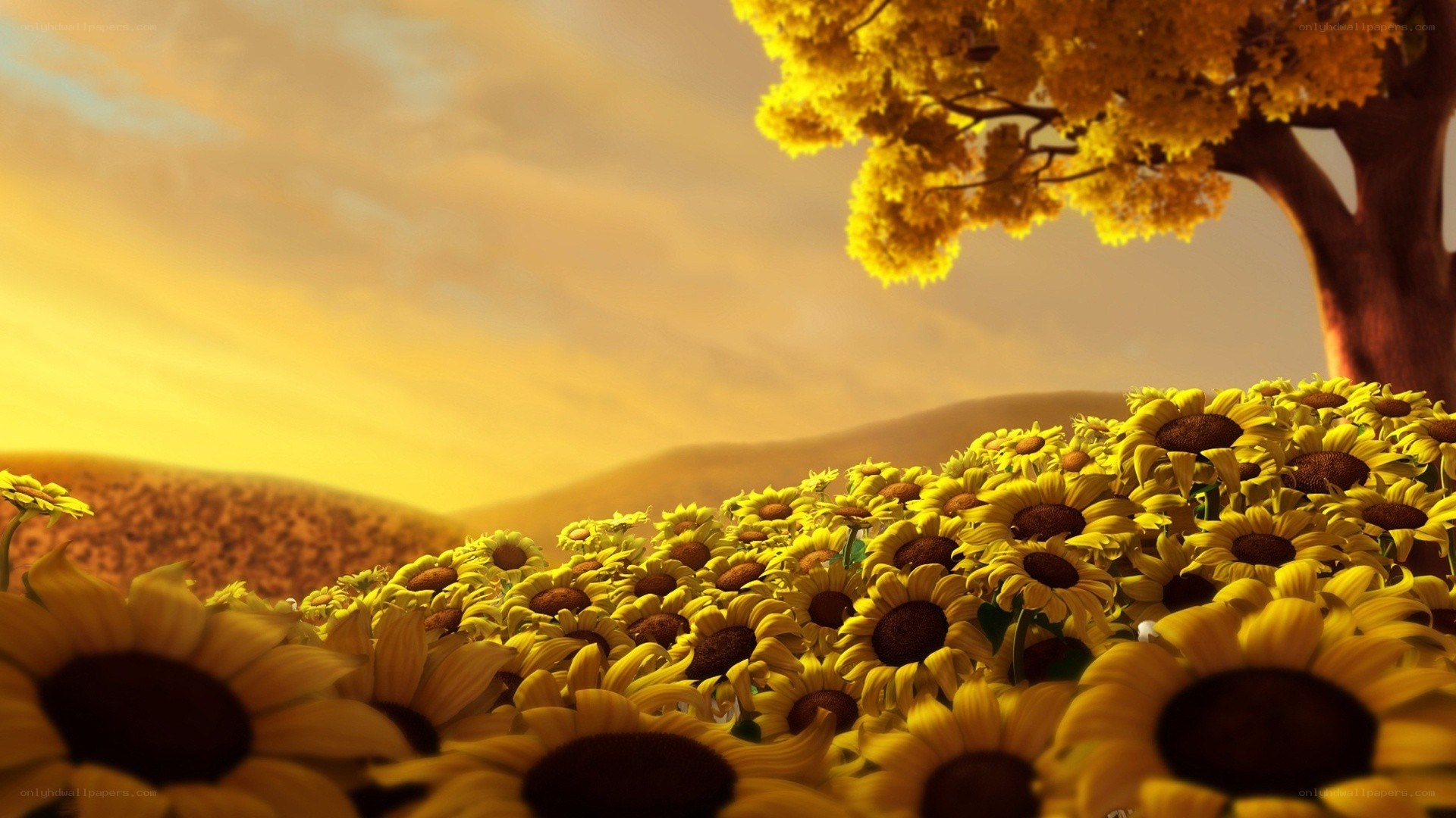 Sunflower field at sunset