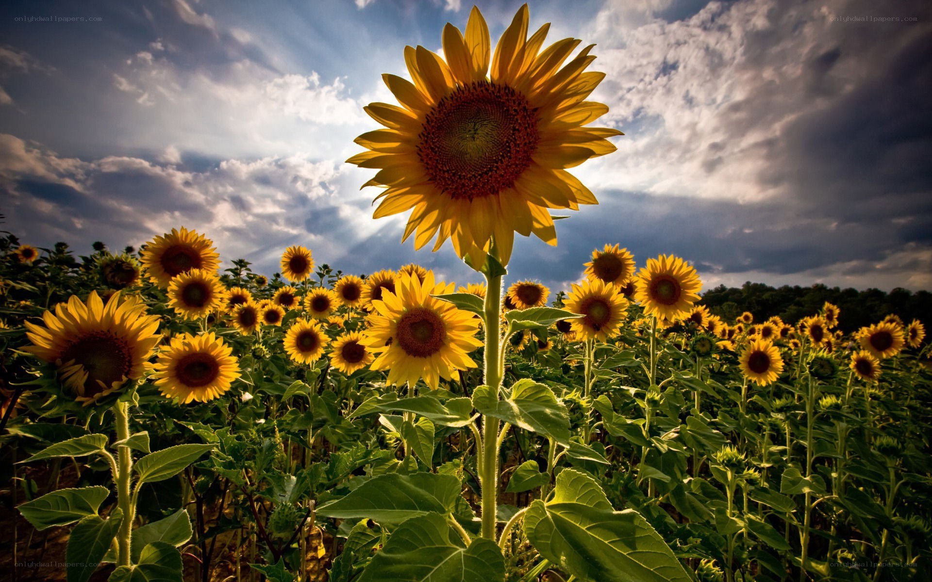 Sunflower field at sunset