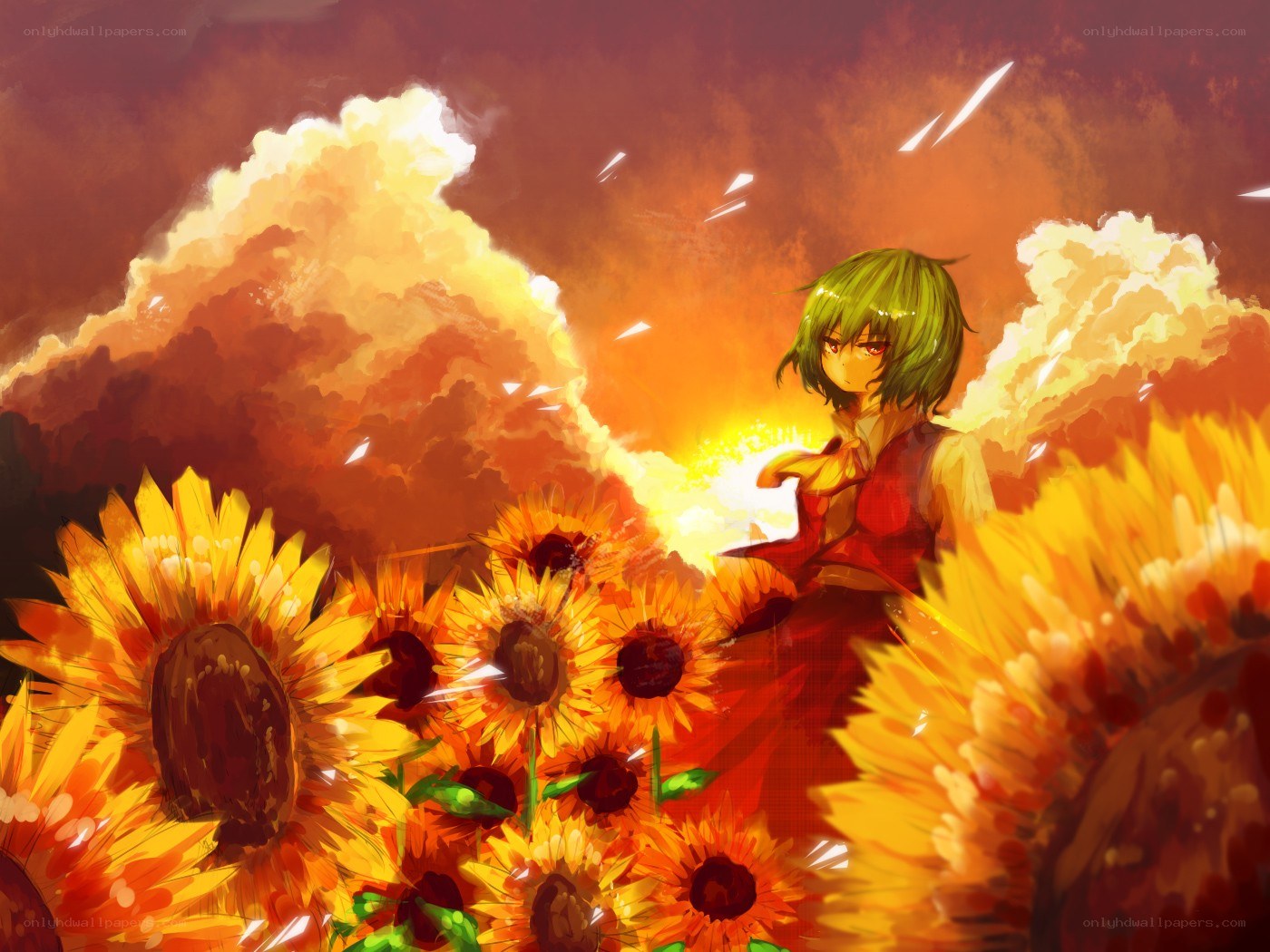Sunflower field at sunset