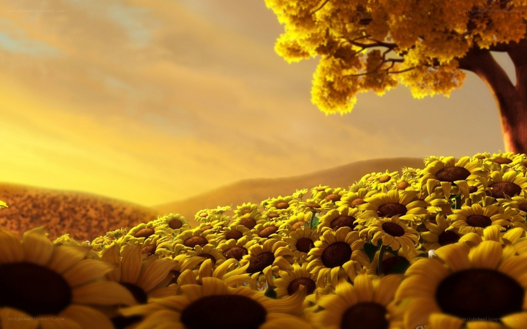 Sunflower field at sunset