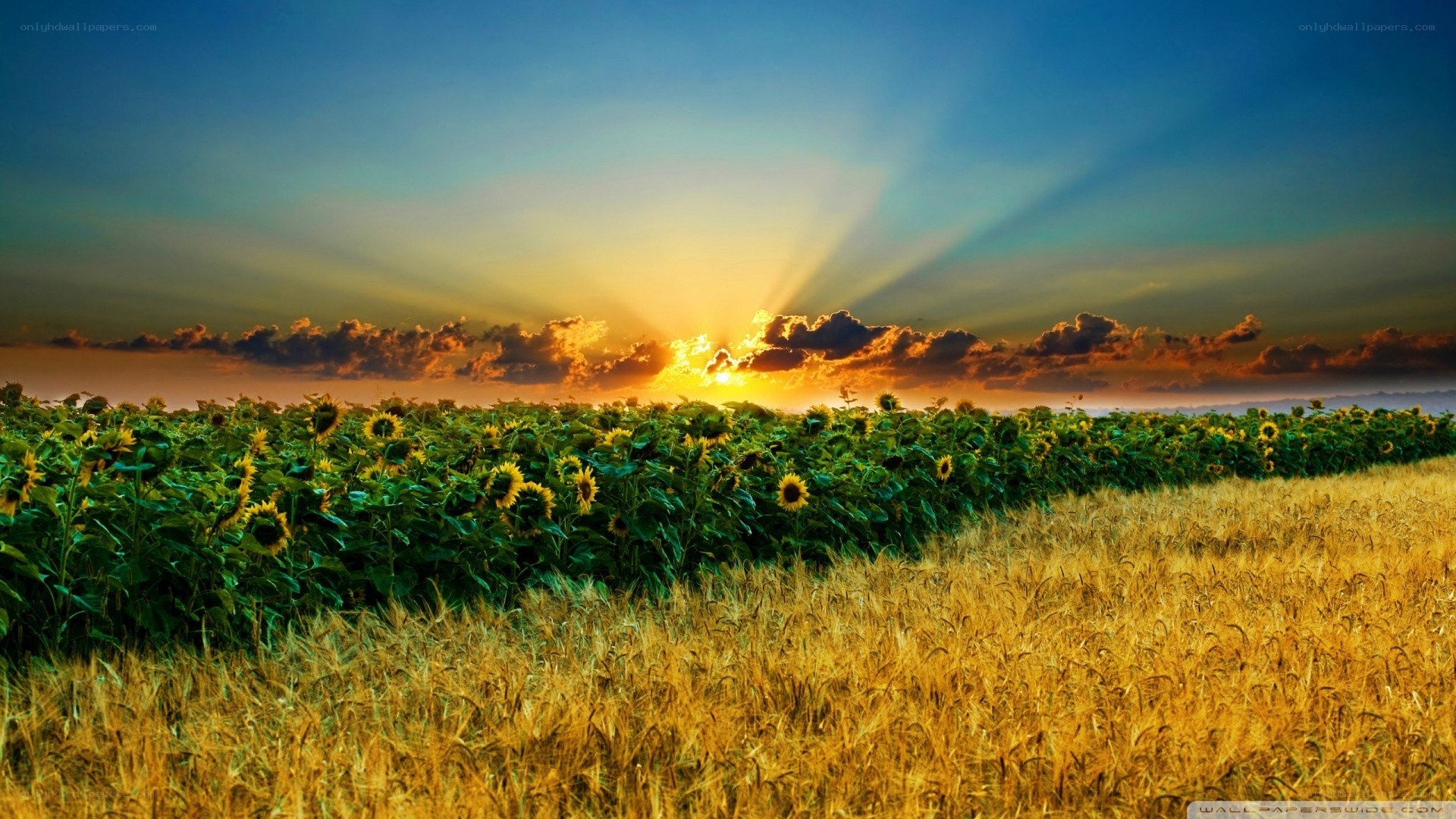 Sunflower field at sunset
