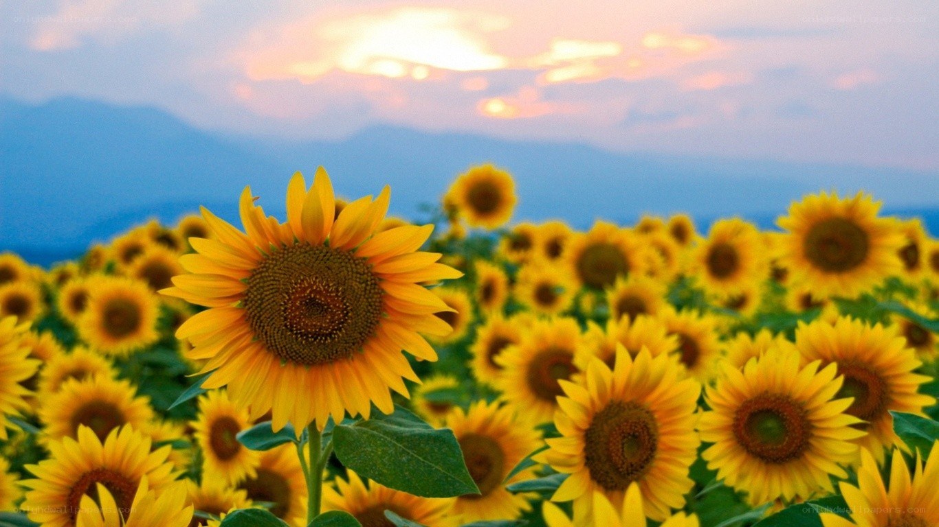 Sunflower field at sunset